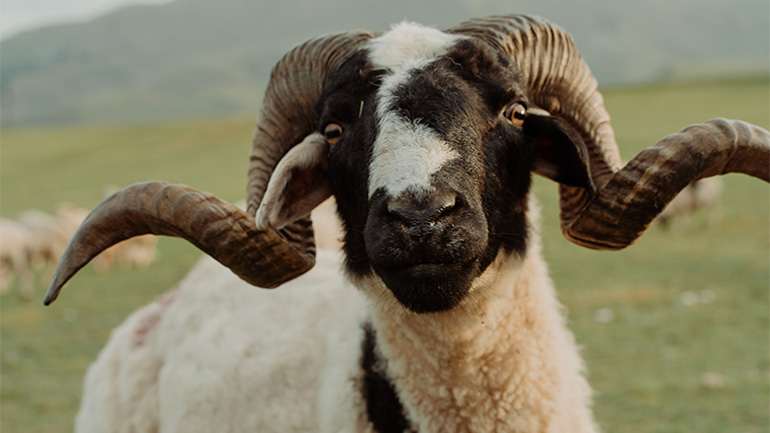 Κριάρι καταδικάστηκε σε φυλάκιση 3 ετών για τη δολοφονία γυναίκας