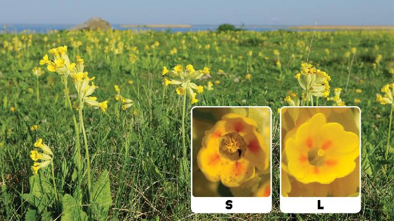 Η Ευρώπη και η Ελλάδα αναζητούν κίτρινες πρίμουλες – Εκστρατεία πολιτών για το λουλούδι του Δαρβίνου