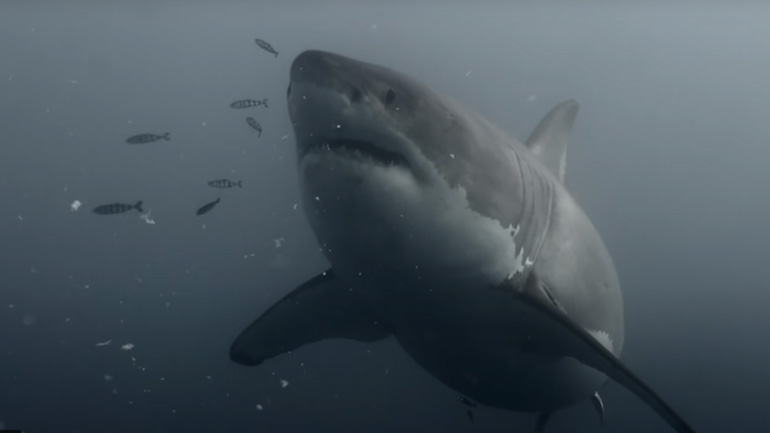 Κολυμπώντας με λευκούς καρχαρίες στο Μεξικό