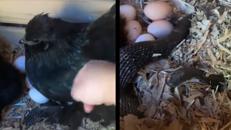Μια κότα κλωσάει τα αβγά της και… ένα φίδι!