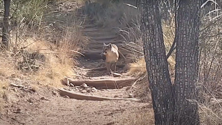 Πεζοπόροι καταγράφουν κούγκαρ που επιτίθεται σε ελάφι