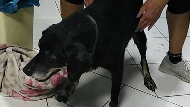 Νέο περιστατικό κακοποίησης ζώου: Έδεσε σκύλο στον προφυλακτήρα του αυτοκινήτου και τον έσερνε στο δρόμο