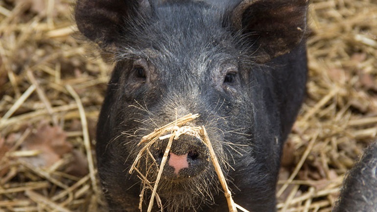 Εντοπίστηκαν κρούσματα της αφρικανικής πανώλης των χοίρων σε Γερμανία και Νότια Κορέα