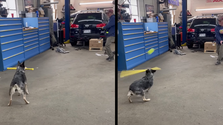 Σκύλος χτυπά μπαλάκι με ρόπαλο