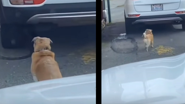 Ο σκύλος στο drive-through 