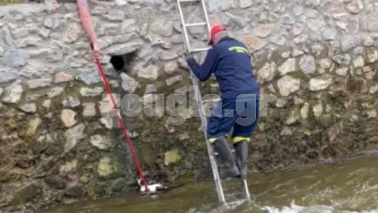 Έδεσσα: Η πυροσβεστική διέσωσε γατάκι που έπεσε στους καταρράκτες