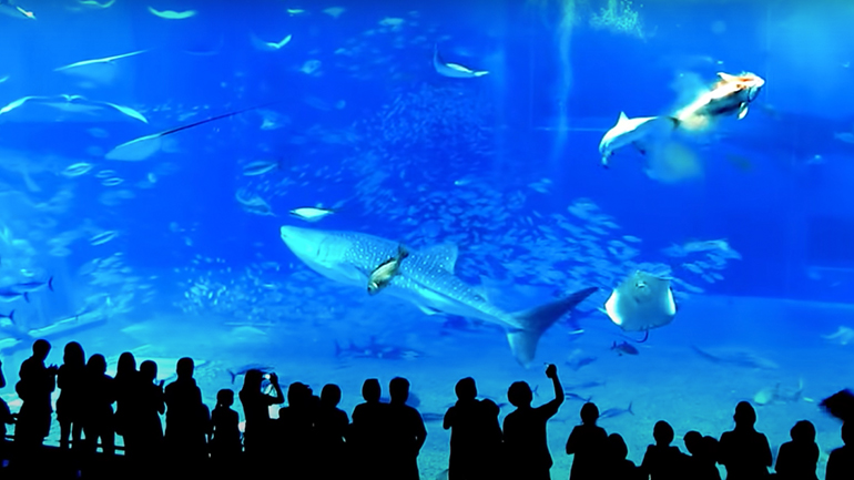 Ξαφνικός θάνατος ψαριού στο ενυδρείο Churaumi