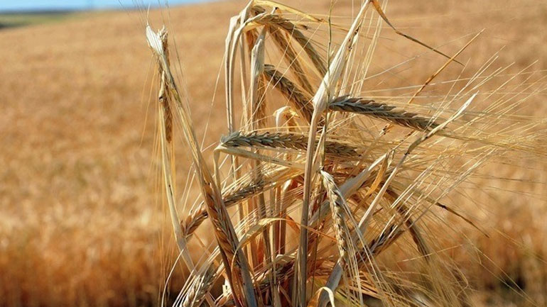 Ουκρανία: Οι αγρότες σχεδόν ολοκλήρωσαν την εαρινή σπορά