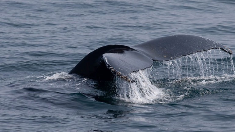 Γαλλία: Επιχείρηση διάσωσης όρκας στον ποταμό Σηκουάνα