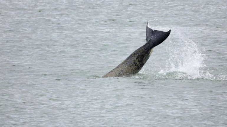 Πέθανε η όρκα που είχε εντοπιστεί στον Σηκουάνα