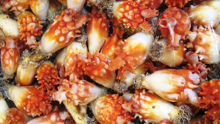 Η θαλασσινή τροφή που μπορεί να αναστρέφει τα σημάδια της γήρανσης