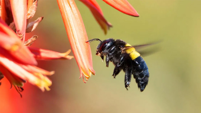 Τι να κάνετε εάν σας τσιμπήσει μέλισσα ή σφήκα