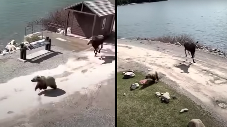 Άλκη κυνηγά αρκούδα