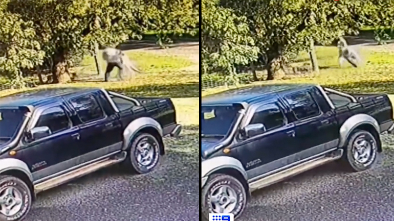 Μάχη μεταξύ άνδρα και καγκουρό