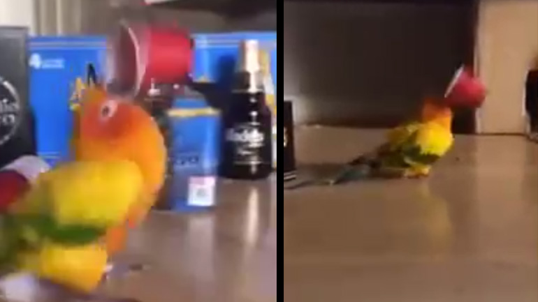 Παπαγάλος παίζει με ένα κύπελλο