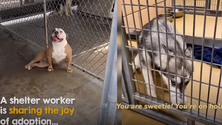 Η όμορφη αντίδραση των σκύλων όταν μαθαίνουν ότι πρόκειται να υιοθετηθούν