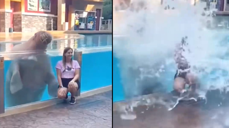 Φωτογραφία με ένα θαλάσσιο ίππο