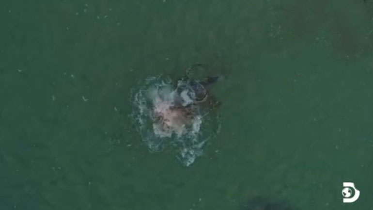 Η άγρια φύση αποκαλύπτεται από drone: Καρχαρίας κατασπαράζει φώκια στα ρηχά νερά