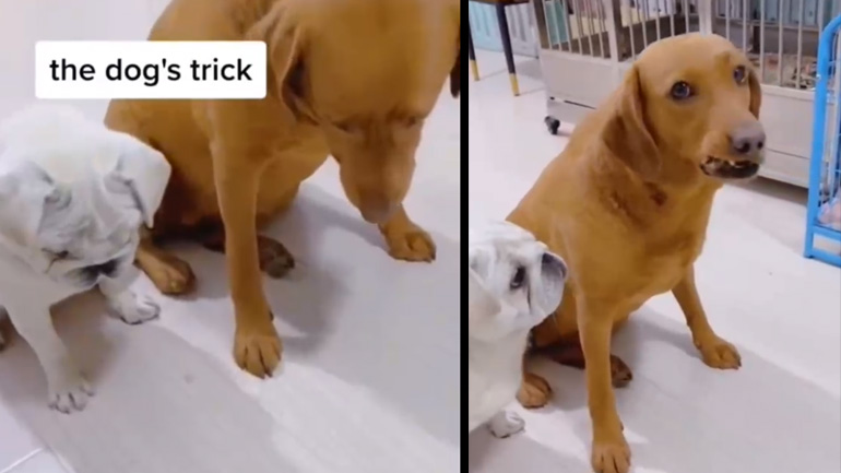 Η παγίδα του σκύλου