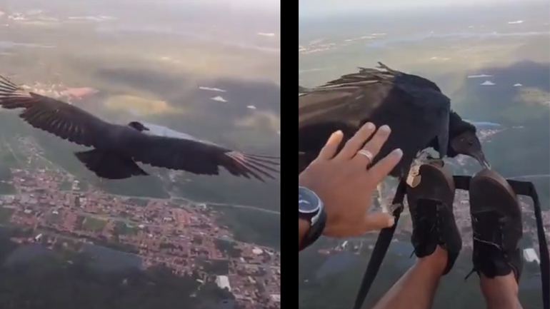Πτήση με αλεξίπτωτο πλαγιάς παρέα με έναν γύπα