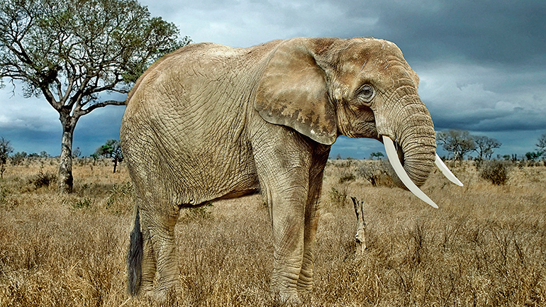 Η διατήρηση της ζωικής ποικιλότητας, ένα στοίχημα της εποχής μας Η διατήρηση της ζωικής ποικιλότητας, ένα στοίχημα της εποχής μας