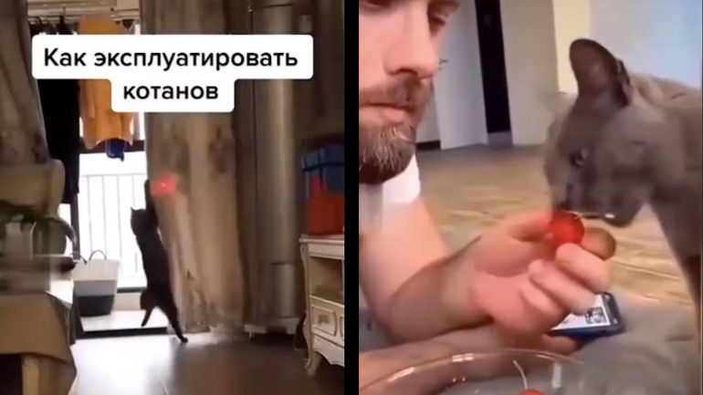 Η βοήθεια της γάτας στην καθημερινότητα του ανθρώπου