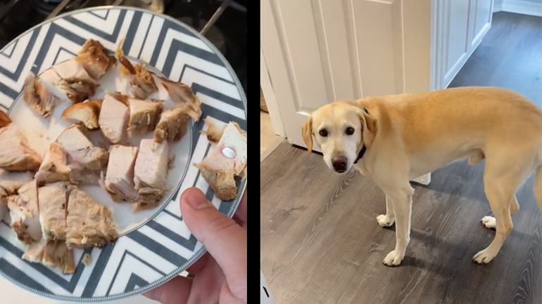 Πώς να δώσετε φάρμακο στον σκύλο σας