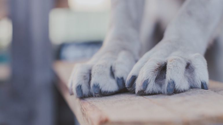 Φρικτός θάνατος για 11 ζώα στην Βροχίτσα Hλείας