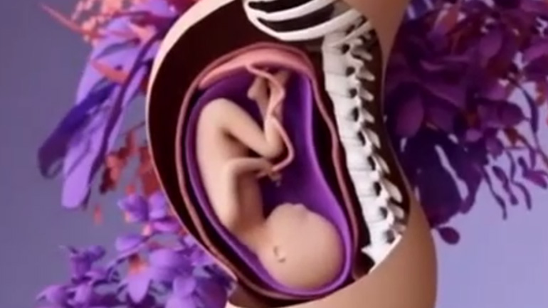 Η διαδικασία της γονιμοποίησης -video