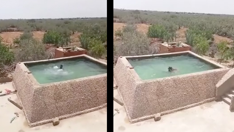 Άνδρας προσποιείται ότι πνίγεται μπροστά στον σκύλο του