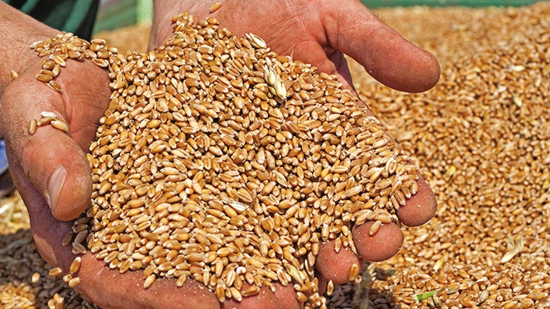 Ουκρανία: Σχέδιο για εξαγωγή σιτηρών στη Βόρεια Αμερική από τη Ζαπορίζια