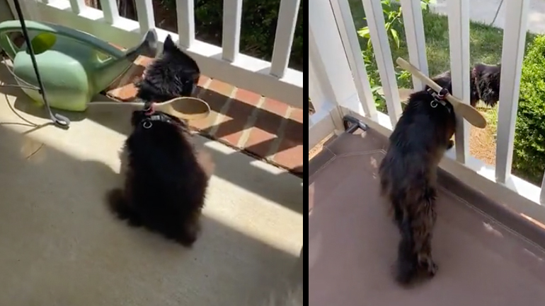 Δραπετεύει η γάτα σου από το μπαλκόνι; Υπάρχει λύση!