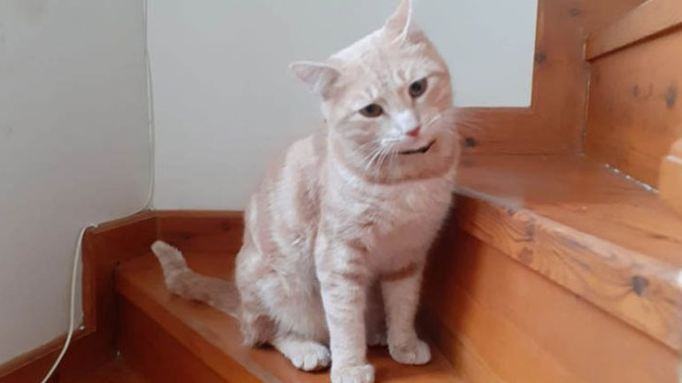 Χάθηκε το γατάκι της φωτογραφίας στον Νέο Βουτζά – Έκκληση για τον εντοπισμό του