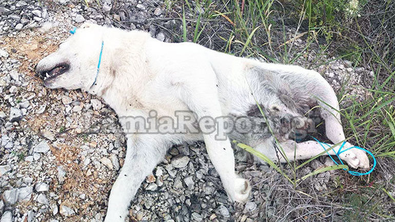 Φρίκη στη Στυλίδα: Έδεσαν, βασάνισαν και σκότωσαν σκύλο σε αγροτική περιοχή