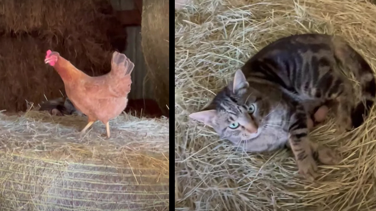 Η γάτα κλωσάει τα αβγά της κότας