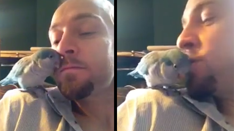 Παπαγαλάκι δίνει φιλιά