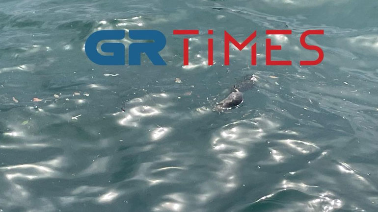 Νεκρά ποντίκια στον Θερμαϊκό: «Δεν εμπνέει ανησυχία το φαινόμενο», λένε οι επιστήμονες