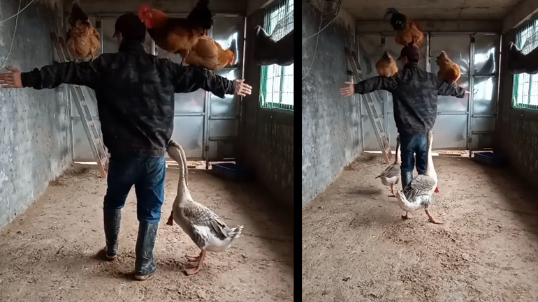 Χορογραφία στο κοτέτσι