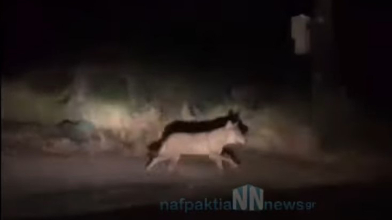 Ναύπακτος: Λύκος «έκοβε» βόλτες μέσα στην πόλη