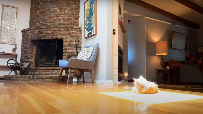 Η γάτα ακολουθεί την ηλιαχτίδα