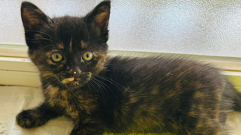 Χαρίζονται γατάκια