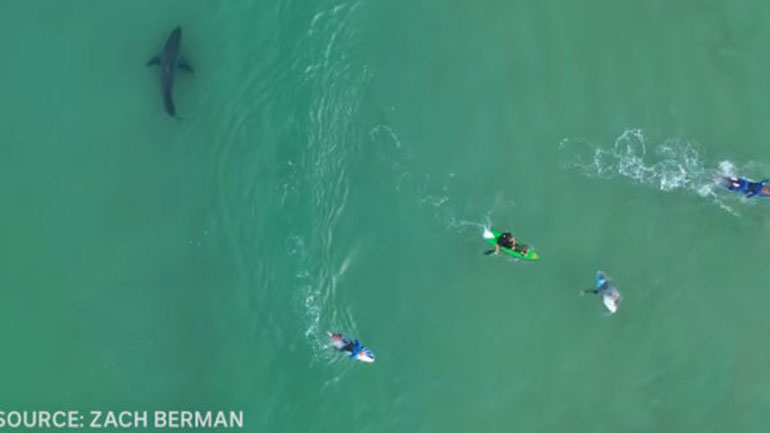 Καρχαρίας κολυμπάει μαζί με τους ανυποψίαστους surfers! Τον έπιασε το… drone