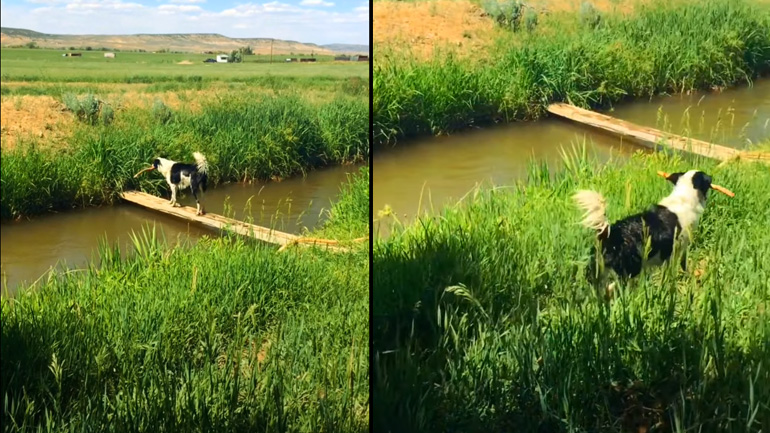 Σκύλος παίζει μόνος του με ένα ξύλο