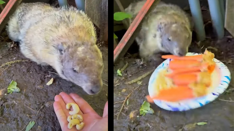 Μαρμότα κλέβει πιάτο με φαγητό Μαρμότα κλέβει πιάτο με φαγητό