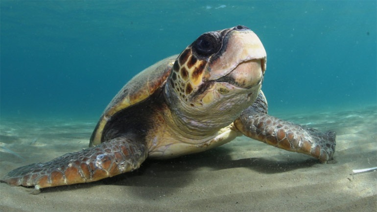 Το μυστικό της νεότητας βρίσκεται στις χελώνες;