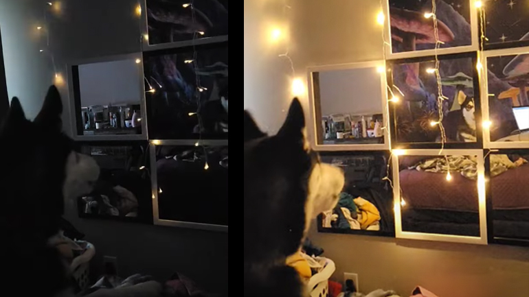 Ο σκύλος ανάβει τα φώτα γαβγίζοντας