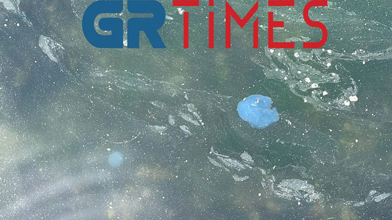 Έφτασαν στη Θεσσαλονίκη οι γαλάζιες μέδουσες