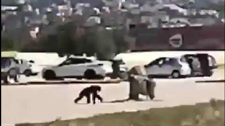 Βίντεο-ντοκουμέντο: Η στιγμή που ο χιμπατζής δραπετεύει από το Αττικό Ζωολογικό Πάρκο