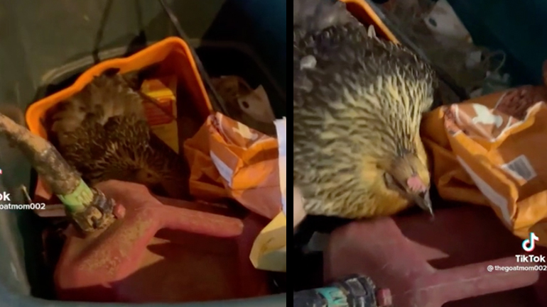 Η κότα μπερδεύτηκε