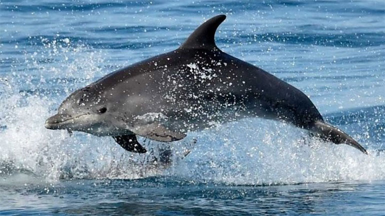 Ταξίδι στον κόσμο των ζώων που δεν μπορούν να αντιληφθούν οι άνθρωποι